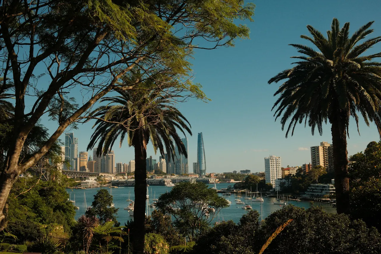 View of Sydney skyscrapers framed by palm trees and waterfront in summer.
