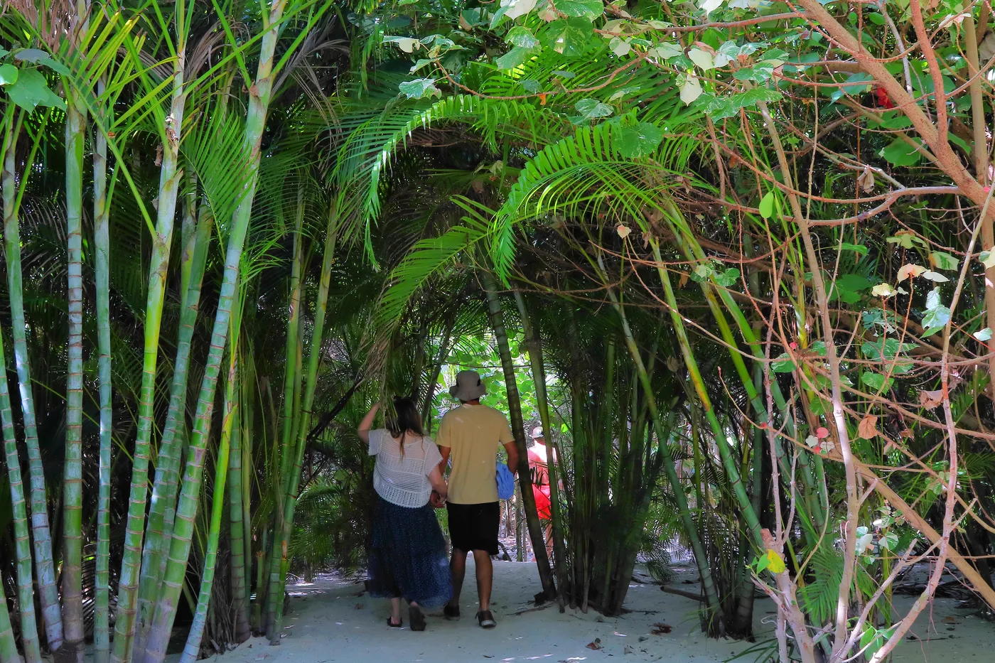 A paved walkway winding between palms and low tropical planting at Perfect Day at CocoCay