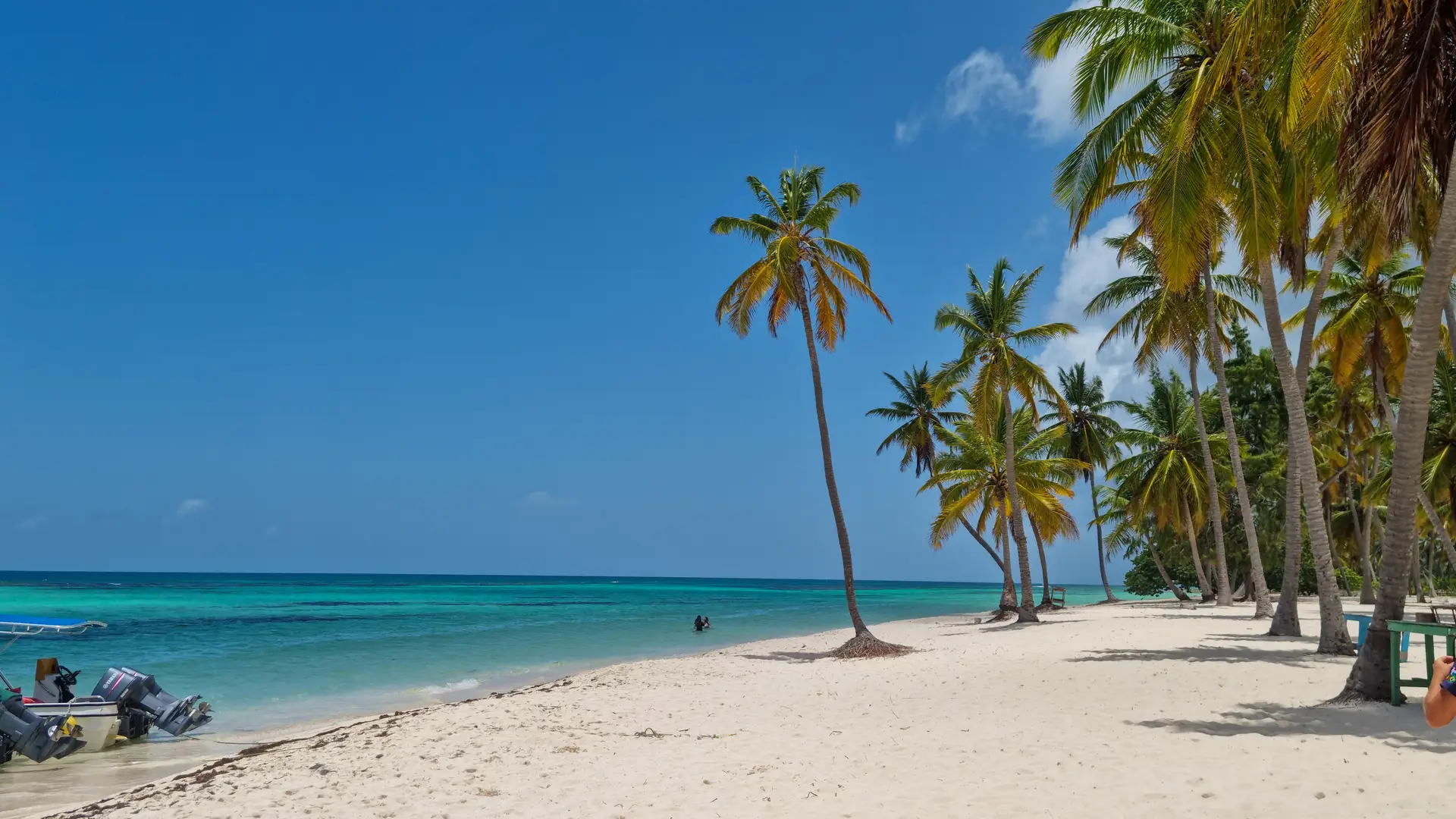 A palm-lined Caribbean beach with turquoise water under a clear sky