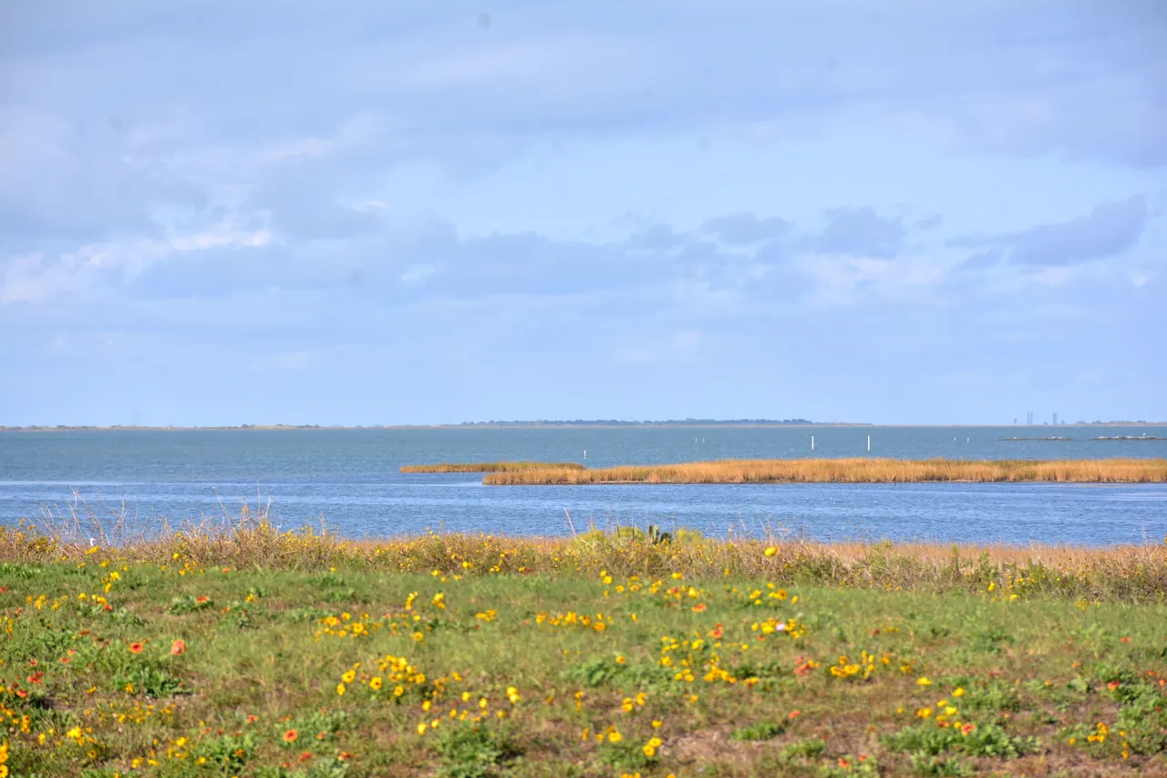 Explore the scenic beauty of Galveston Bay, Texas, with its vibrant wildflowers and clear blue skies.