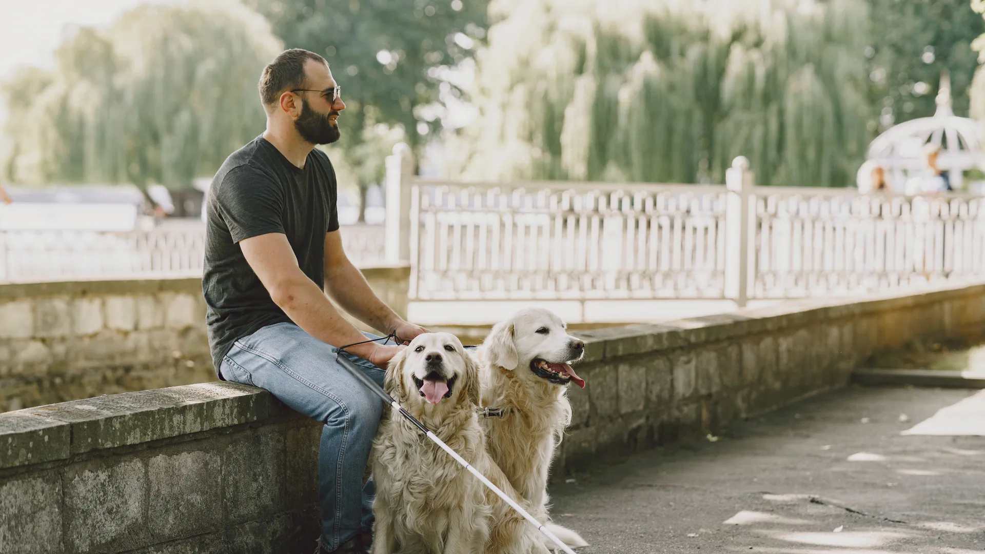 A handler sitting outdoors with two golden retriever guide dogs in harness